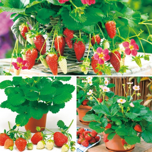 四季なりイチゴ3種 セット 種 苗 ガーデニング用品の タキイネット通販