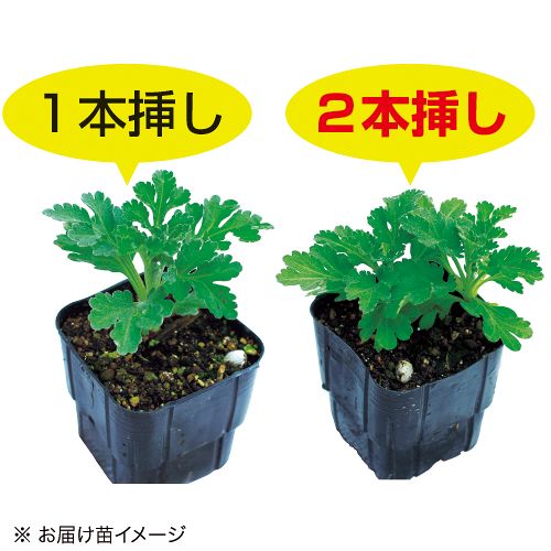 小輪ポンポン咲き菊 セット| 種・苗・ガーデニング用品の【タキイネット通販】