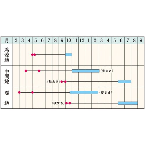 ゴボウ・柳川理想| 種・苗・ガーデニング用品の【タキイネット通販】