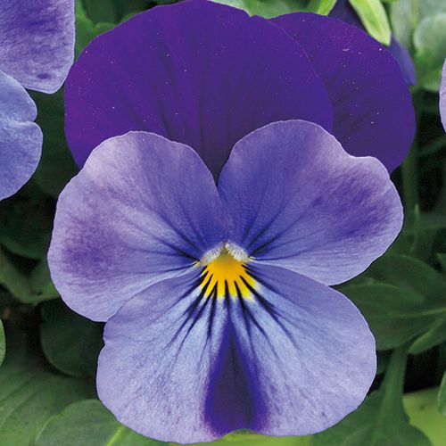 flower〜ビオラ　ロングバレッタ  purple