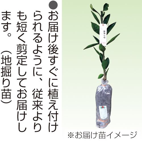 あすき苗木 – あすき ミカン 品種 – JTZXYB