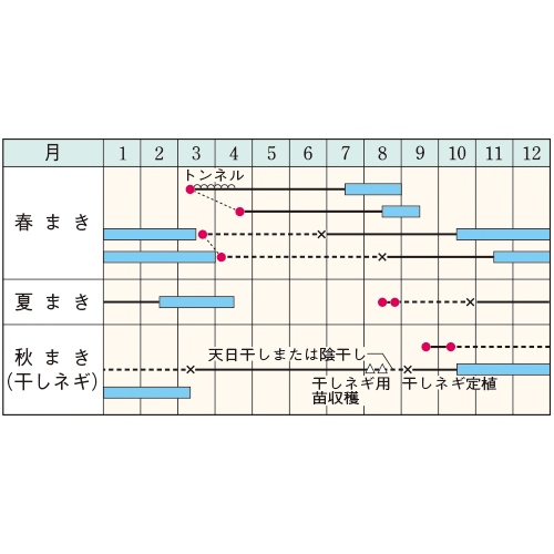 九条ネギ・九条太| 種・苗・ガーデニング用品の【タキイネット通販】