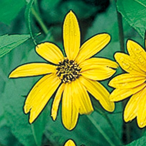 菊芋 種 苗 ガーデニング用品の タキイネット通販