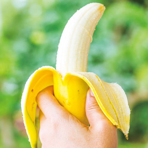 バナナ グロスミッシェル 種 苗 ガーデニング用品の タキイネット通販