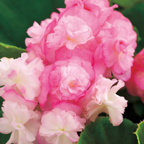 ベゴニア ボンボリーナ キャンディピンク 種 苗 ガーデニング用品の タキイネット通販