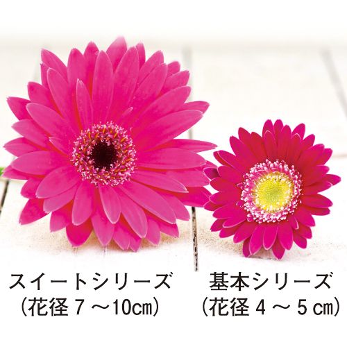 宿根ガーベラ ガルビネアスイート グロウ 種 苗 ガーデニング用品の タキイネット通販