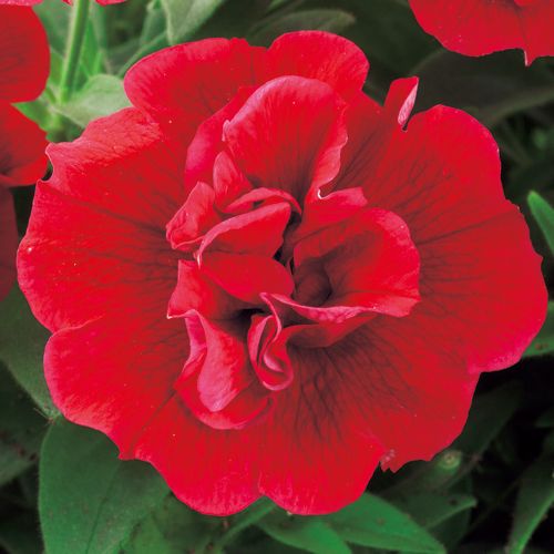 ペチュニア ギュギュ R ダブル レッド 種 苗 ガーデニング用品の タキイネット通販