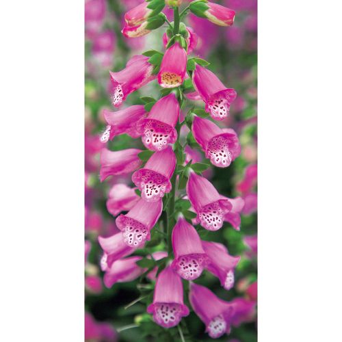 ジギタリス パンサー 種 苗 ガーデニング用品の タキイネット通販