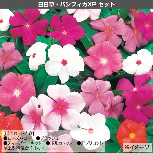 元気花苗 まとめ買いa セット 種 苗 ガーデニング用品の タキイネット通販 元気花苗 まとめ買いa セット 種 苗 ガーデニング用品の タキイネット通販