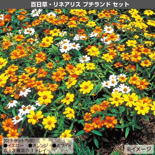 元気花苗 まとめ買いc セット 種 苗 ガーデニング用品の タキイネット通販 元気花苗 まとめ買いc セット 種 苗 ガーデニング用品の タキイネット通販