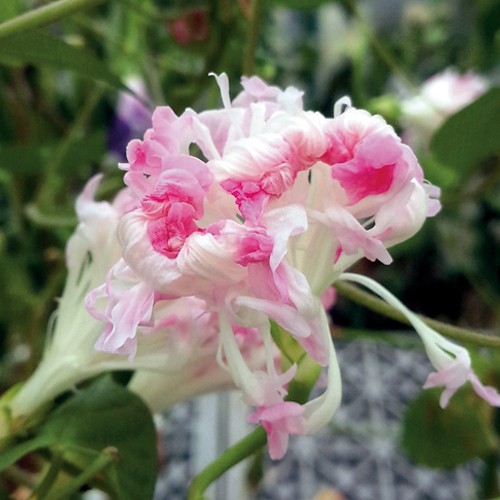 西洋朝顔 イポメア スプリットダブルピンク 種 苗 ガーデニング用品の タキイネット通販 西洋朝顔 イポメア スプリットダブルピンク 種 苗 ガーデニング用品の タキイネット通販