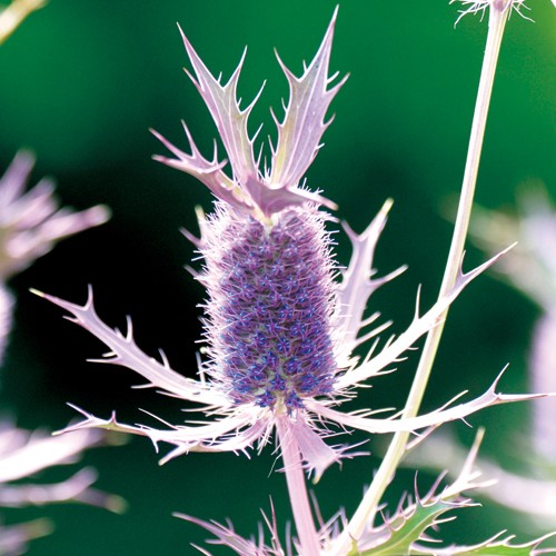 エリンジウム パープルシーン 種 苗 ガーデニング用品の タキイネット通販