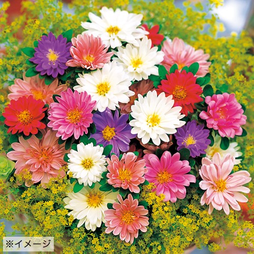 アスター ナナ色別 花タネ セット 種 苗 ガーデニング用品の タキイネット通販