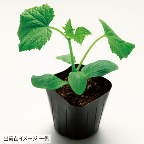 うりふたつ R 苗 夏すずみ R ほっこり姫 R 5月下旬 種 苗 ガーデニング用品の タキイネット通販