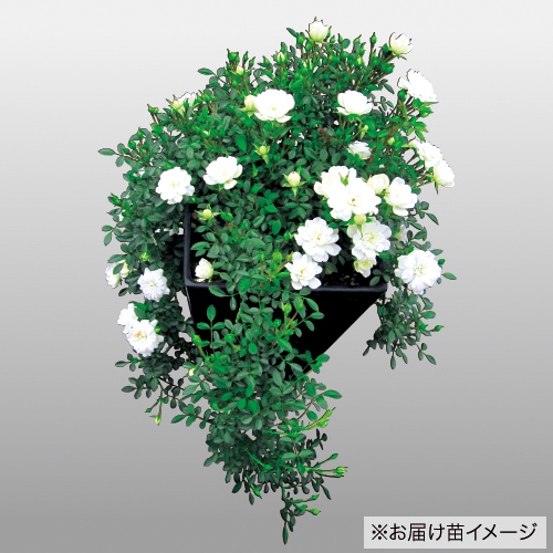 バラ ランドスケープローズ プリンセススノー 種 苗 ガーデニング用品の タキイネット通販