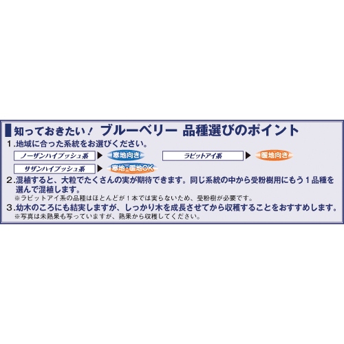 ブルーベリー サンシャインブルー 大苗 種 苗 ガーデニング用品の タキイネット通販