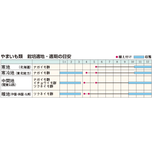 いちょう芋 種 苗 ガーデニング用品の タキイネット通販