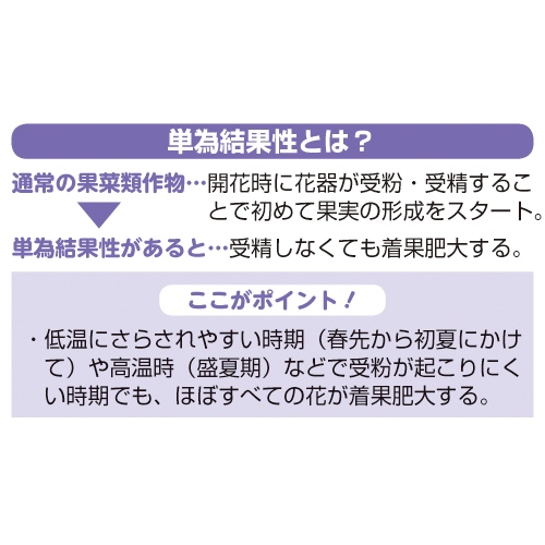 ナス Pc筑陽 台木トナシム 苗 5月a 種 苗 ガーデニング用品の タキイネット通販