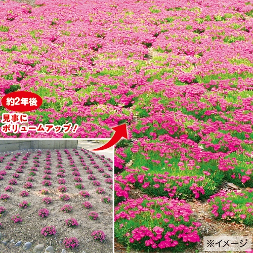 ナデシコ 花はなスカーレット 種 苗 ガーデニング用品の タキイネット通販