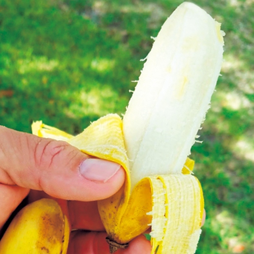 バナナ アイスクリームバナナ 種 苗 ガーデニング用品の タキイネット通販