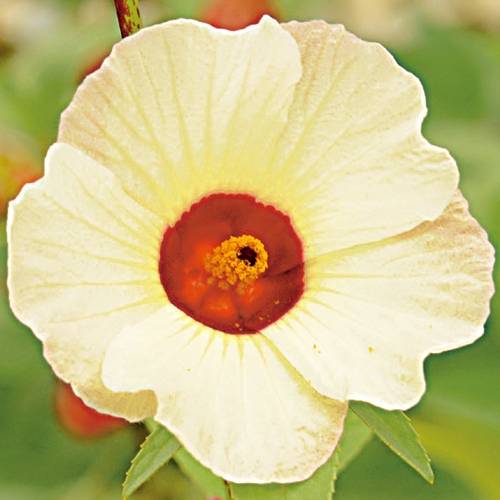 四季なりローゼル 種 苗 ガーデニング用品の タキイネット通販