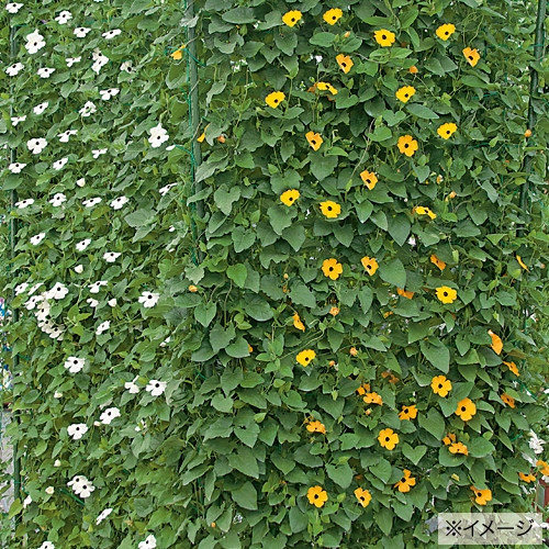 ツンベルギア ジャングルビート3種 セット 種 苗 ガーデニング用品の タキイネット通販