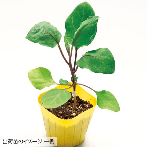 ナス とげなし千両二号 台木トナシム 苗 5月b 種 苗 ガーデニング用品の タキイネット通販