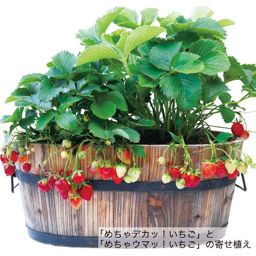 四季なりイチゴ めちゃウマッ いちご 種 苗 ガーデニング用品の タキイネット通販