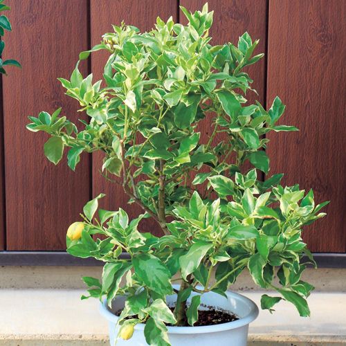 ピンクレモネードレモン苗木♪ ピンクレモネード レモン 苗木【ベランダで育成】鉢植え 接ぎ木
