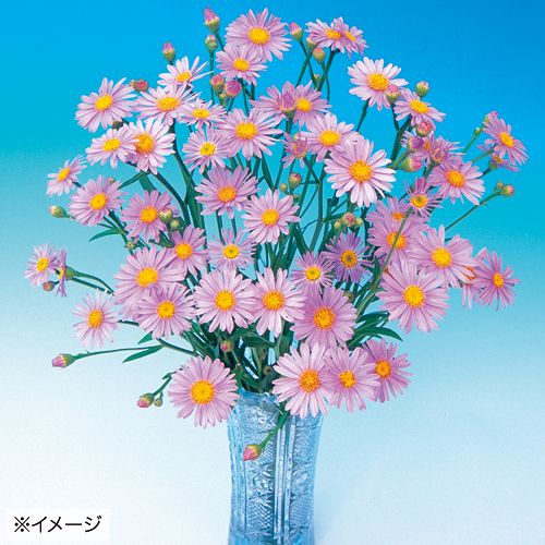 姫シオン 種 苗 ガーデニング用品の タキイネット通販