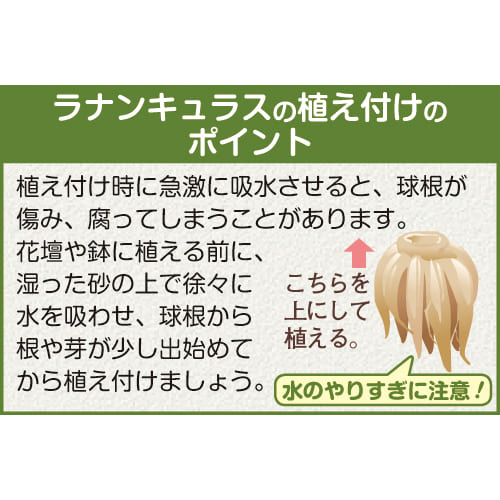 ラナンキュラス ドリーマー イエロー 種 苗 ガーデニング用品の タキイネット通販