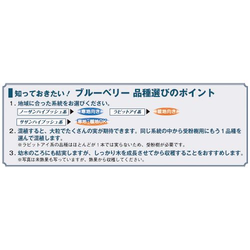 人気のブルーベリー大苗 セット 種 苗 ガーデニング用品の タキイネット通販