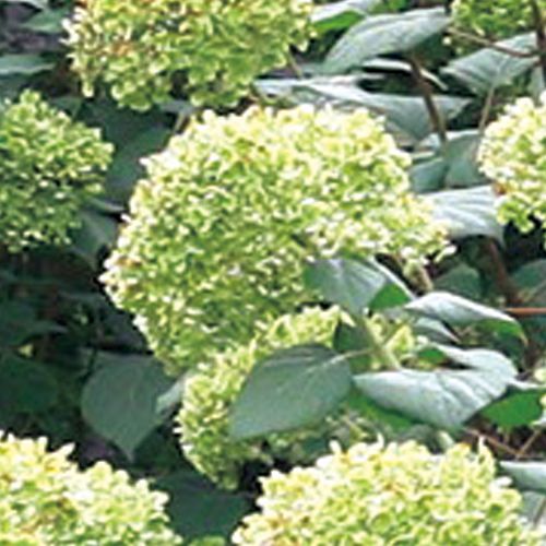 アジサイ ピンクのアナベル2 種 苗 ガーデニング用品の タキイネット通販 アジサイ ピンクのアナベル2 種 苗 ガーデニング用品の タキイネット通販