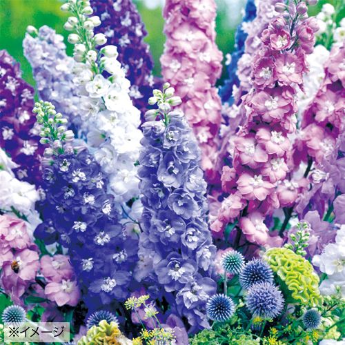 デルフィニウム F1オーロラ B ピット苗 セット 種 苗 ガーデニング用品の タキイネット通販