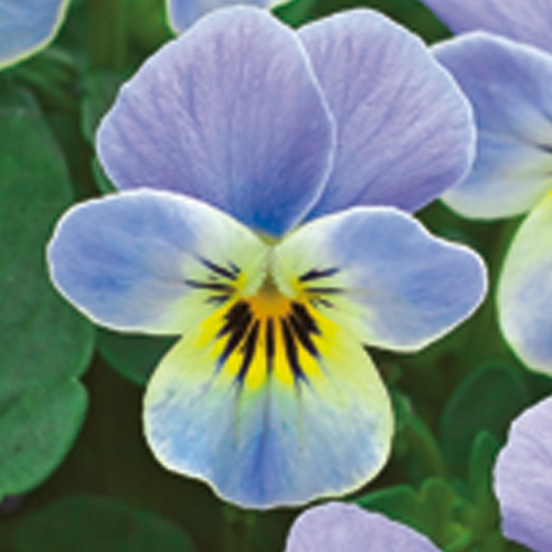 ビオラ 水色のワルツ 種 苗 ガーデニング用品の タキイネット通販