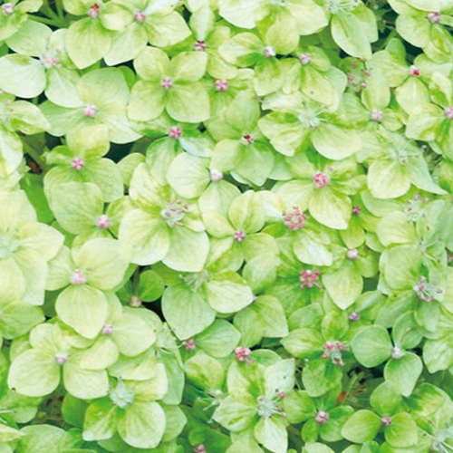 アジサイ ライムのアナベル 種 苗 ガーデニング用品の タキイネット通販 アジサイ ライムのアナベル 種 苗 ガーデニング用品の タキイネット通販