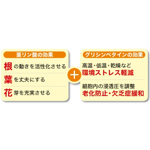 Web限定 ホスベジ10 1 30 16 10l タキイ種苗 亜リン酸 グリシンベタイン 葉を強く 根を元気に 花の充実 液肥 肥料 タ種 送料無料 国内配送 Farmerscentre Com Ng