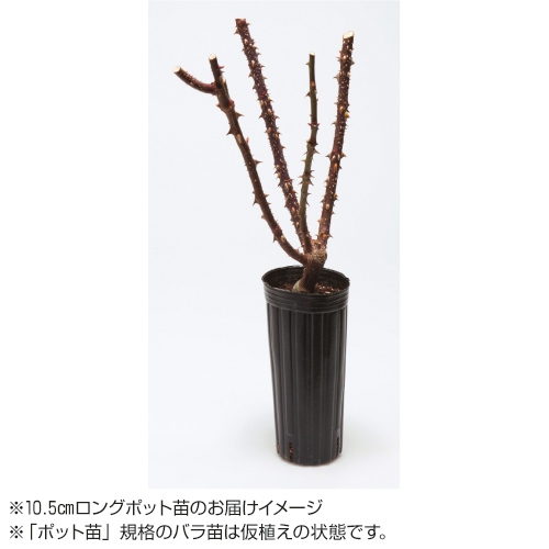 バラ クロード モネ 種 苗 ガーデニング用品の タキイネット通販