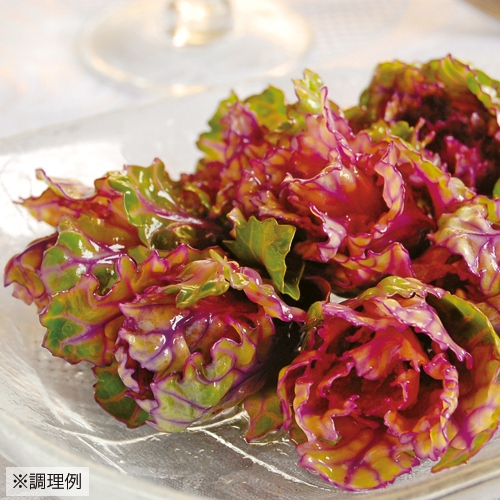 プチヴェール R 2種 セット 平暖地向け 種 苗 ガーデニング用品の タキイネット通販