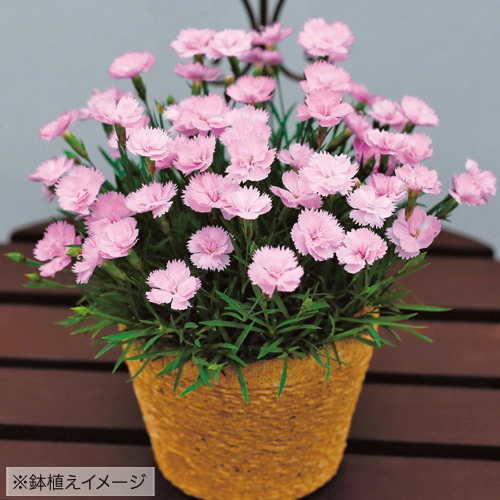 芳香四季咲きナデシコ ピンクパフューム 種 苗 ガーデニング用品の タキイネット通販