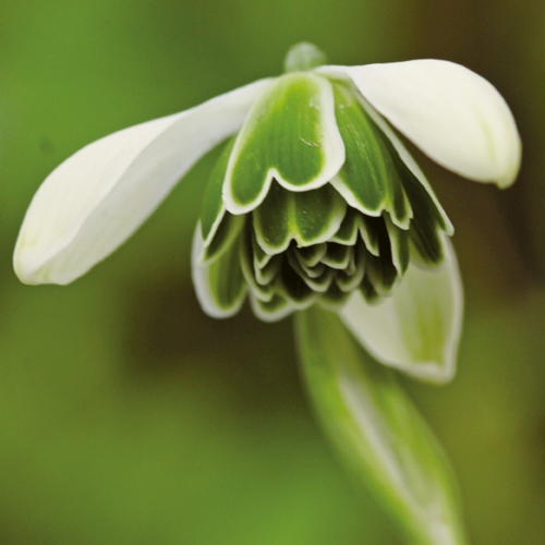 ガランサス ヒッポリュテ 種 苗 ガーデニング用品の タキイネット通販