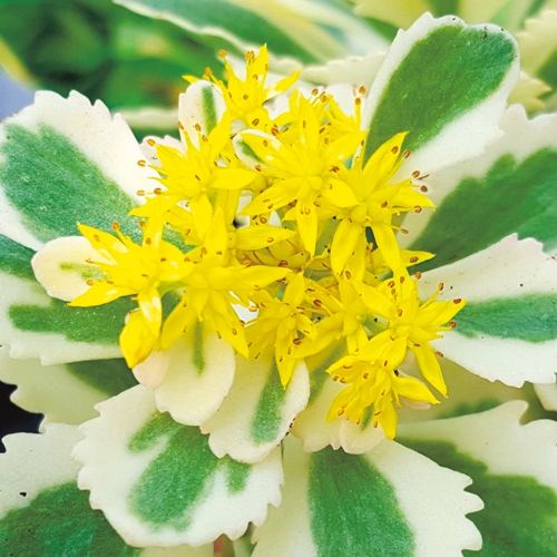 セダム アトランティス 種 苗 ガーデニング用品の タキイネット通販