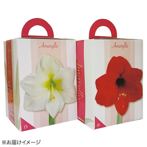 ポット植えアマリリス6種 セット 種 苗 ガーデニング用品の タキイネット通販