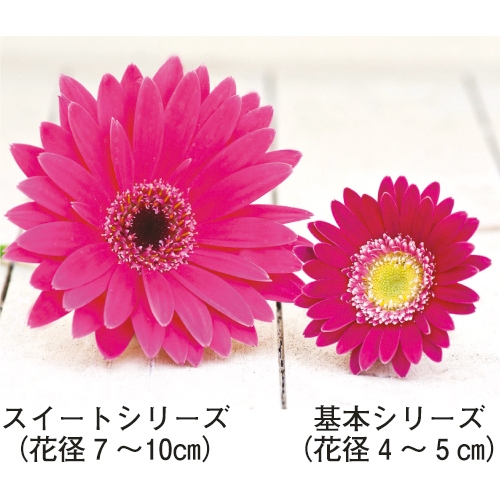 宿根ガーベラ ガルビネアスイート グロウ 種 苗 ガーデニング用品の タキイネット通販