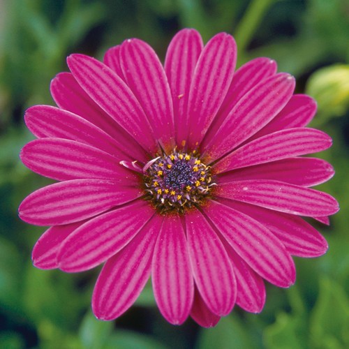 オステオスペルマム パッション パープル 種 苗 ガーデニング用品の タキイネット通販