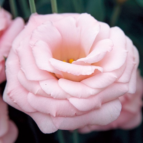 ユーストマ トルコ桔梗 F1パレオ ピンク 種 苗 ガーデニング用品の タキイネット通販