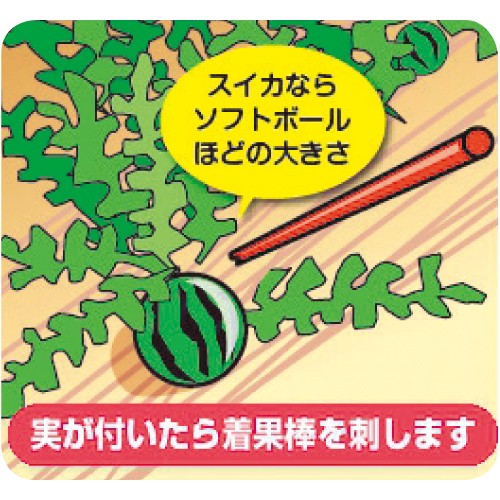 着果棒 1組 白50本入 2袋 種 苗 ガーデニング用品の タキイネット通販 着果棒 1組 白50本入 2袋 種 苗 ガーデニング用品の タキイネット通販