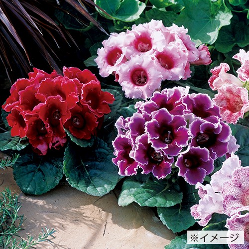 グロキシニア F1エンプレス パープルスポット