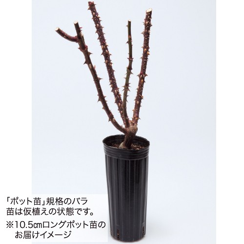 バラ ノヴァーリス 種 苗 ガーデニング用品の タキイネット通販