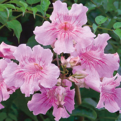 美しい花の画像 ベスト50 ノウゼンカズラ ピンク